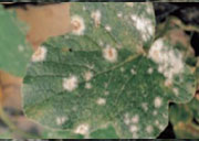 Korean_Melon_Disease